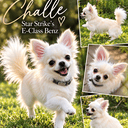 Chihuahua
