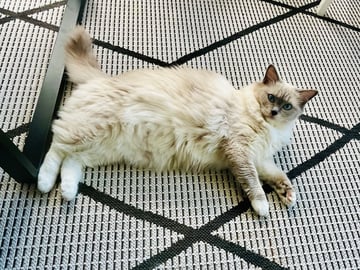 Ragdoll · Växjö · Stella W.