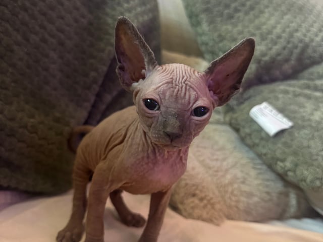 kattunge: Luna