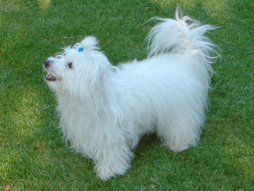 Coton de tuléar