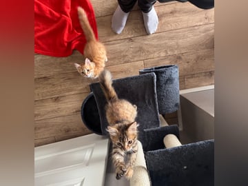 Sibirisk katt · Årsunda · William A.