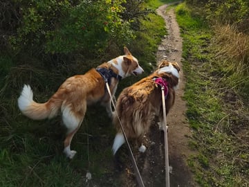 Border Collie · Limhamn · Ruckeltofta Gård