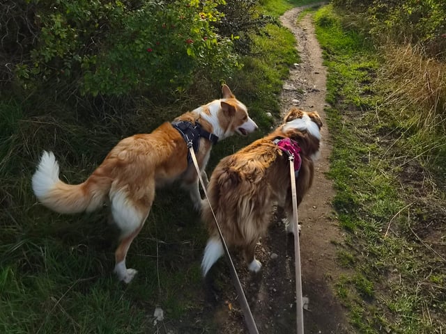 Border Collie · Limhamn · Ruckeltofta Gård
