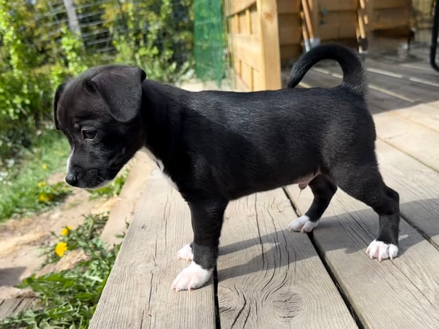 Xoloitzcuintle