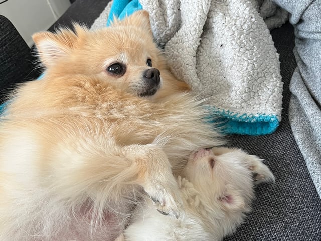 Pomeranian · Ljusterö · Björkarbo