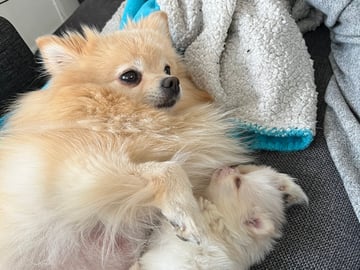 Pomeranian · Ljusterö · Björkarbo
