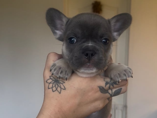 Fransk bulldog