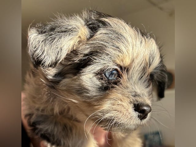 Chihuahua blandras · Bålsta · Minna L.