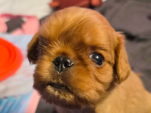 King charles spaniel
