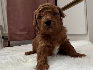 Maltipoo · Upplands väsby · Katarina