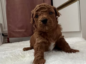Maltipoo · Upplands väsby · Katarina