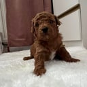 Maltipoo