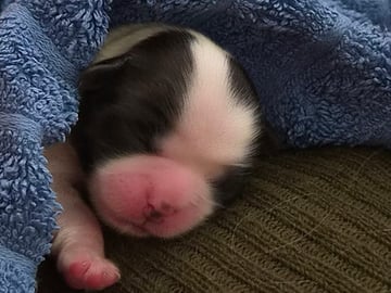 Shih Tzu · København Ø · Lisbeth J.