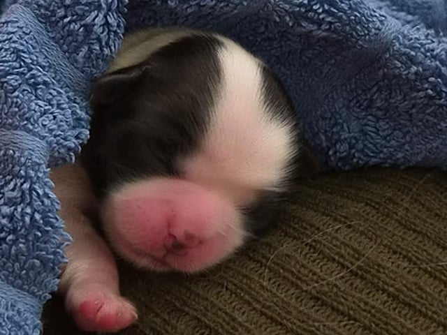 Skønne Shih Tzu hvalpe