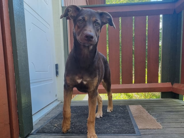 Xoloitzcuintle