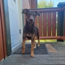 Xoloitzcuintle