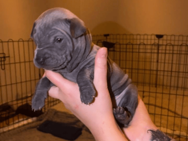 Thai ridgeback dog