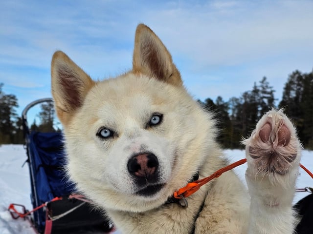 Far: Kenai