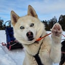 Far: Kenai