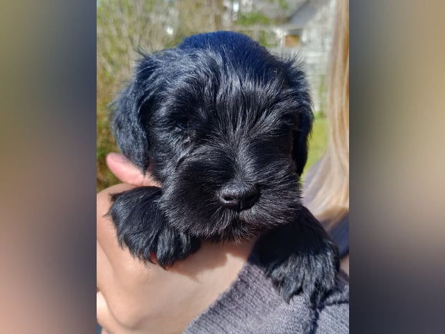 Dværgschnauzer