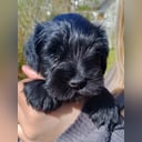 Dvergschnauzer