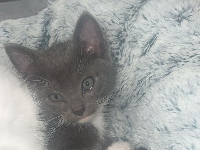 Kattunge: Hane 1