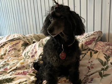 Roxy