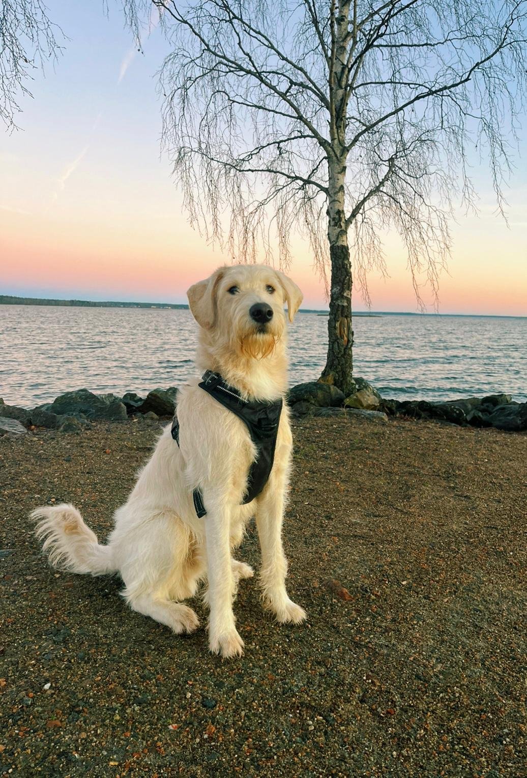 Smith Labradoodles