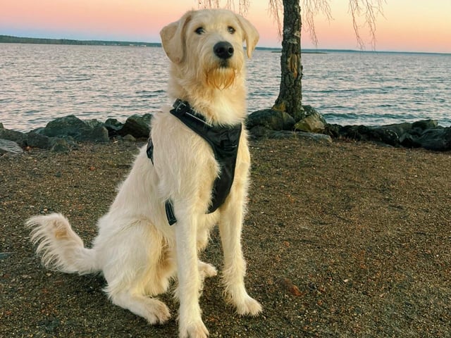 Labradoodle