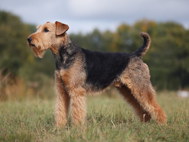 Welsh terrier