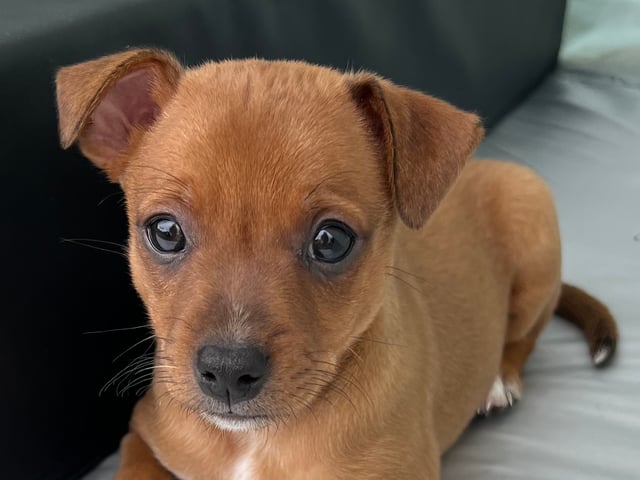 American Hairless Terrier