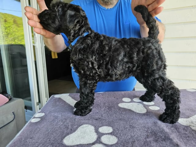 Kerry blue terrier