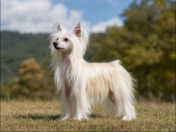 Chinese crested dog