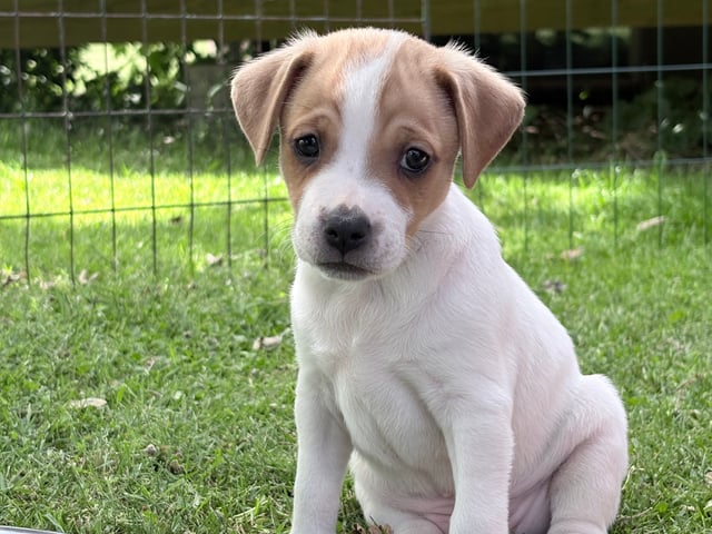 Dansk-svensk gårdhund
