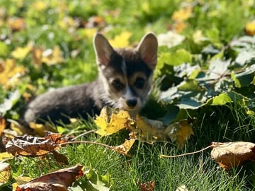 Welsh corgi pembroke · Spydeberg · Spydebergspoten