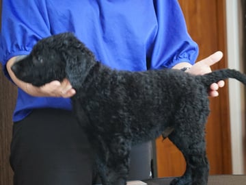 Ing-Maris kennel