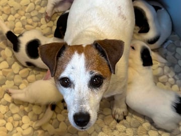 Limelight Kennels
