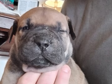 Boergarden boerboels