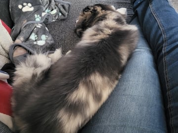 My Sweet Monster