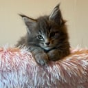 Maine Coon