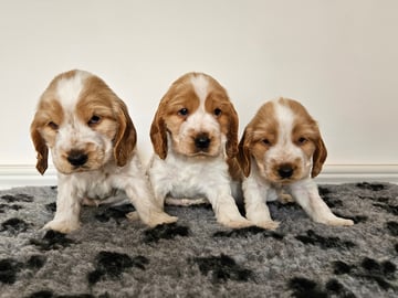 Cocker spaniel · Enhörna · Norris Dream Cocker