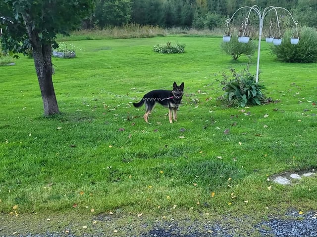 Schäferhund · Kramfors · Divatorpets