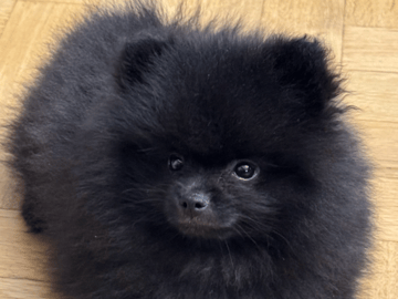 Pomeranian · Malmö · Noor M.