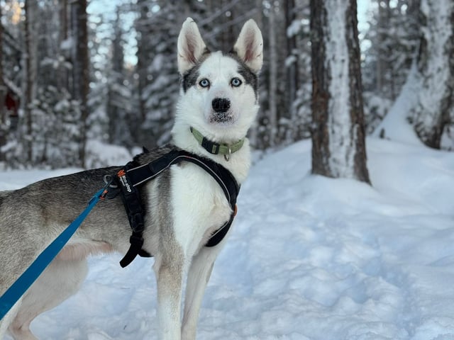 Siberian husky