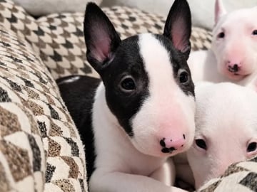 Miniature bull terrier · Sylling · Kinga György