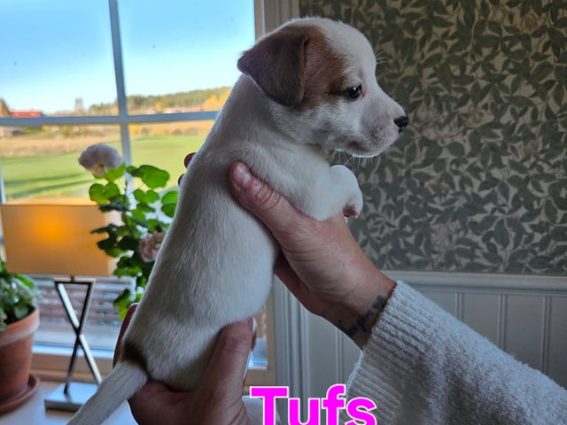 Jack Russell terrier