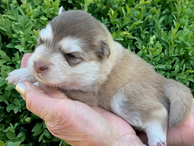 Finsk lapphund