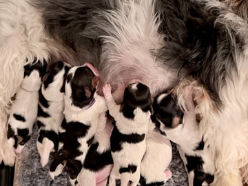 Biewer Terrier · Köpingebro · Anna S.