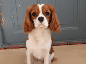 Cavalier king charles spaniel · Frillesås · Slätters Ranch