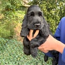 Cocker spaniel
